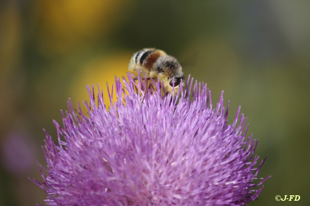 Altro Bombus? No, Diptera Nemestrinidae